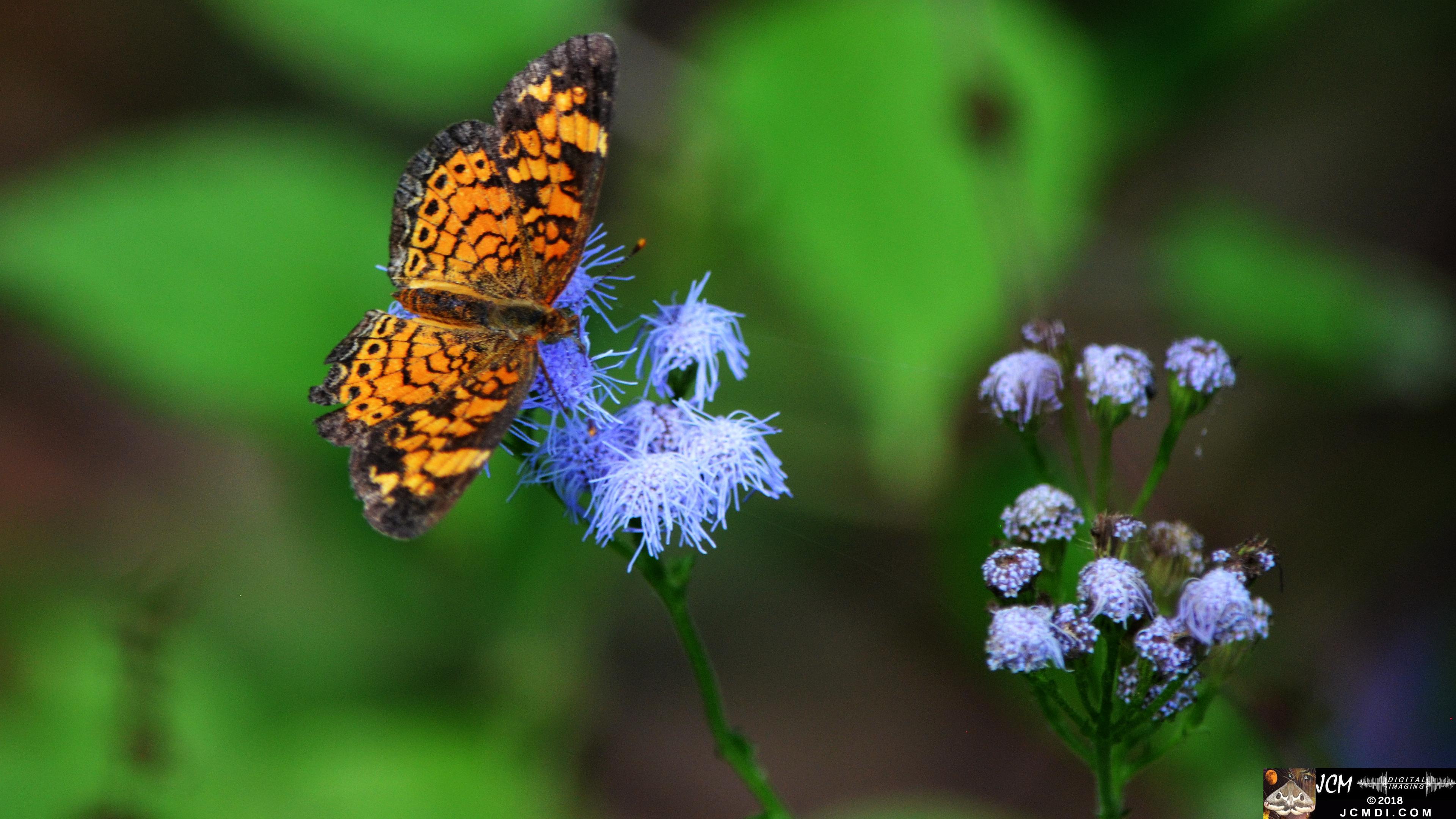 A Pearl Crescent Butterfly at Old Hickory Lake.jpg